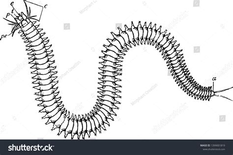 Polychaete Known Bristle Worms Polychaetes Paraphyletic Stock Vector (Royalty Free) 1399001819 ...