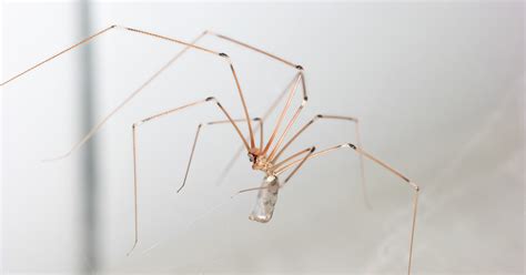 Cure-All Pest Control - Fact Or Fiction: Are Daddy Long Legs Spiders ...