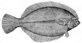 Southern flounder - Wikipedia