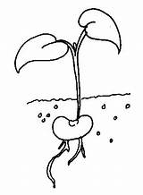 Bean Sprout Coloring Page  YeseniatuJames sketch template