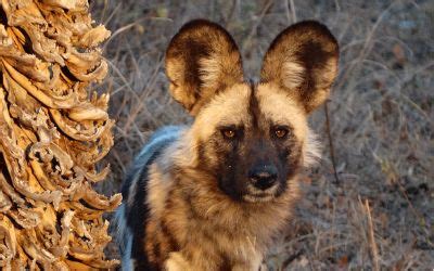 African Wild Dog Conservation