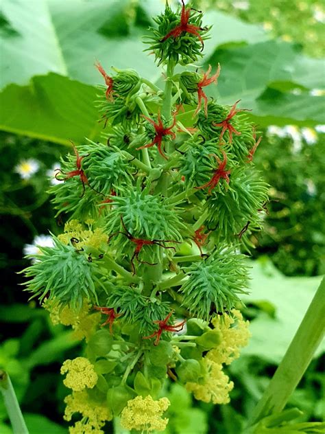 类似蓖麻的植物图片,蓖麻树图片_大山谷图库