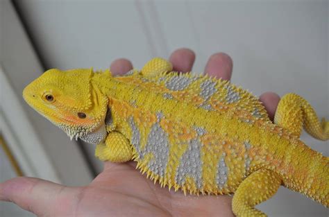 Citrus Tiger | Bearded dragon breeders, Bearded dragon cute, Bearded dragon