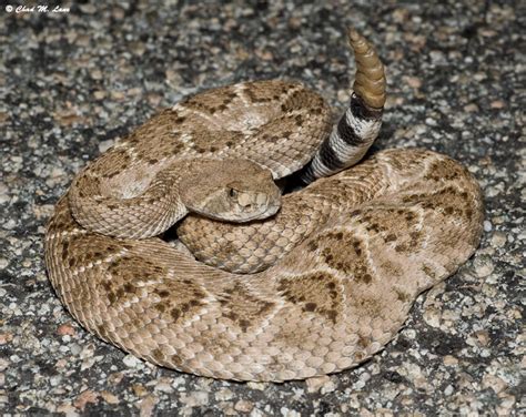 Western Diamond-backed Rattlesnake - Crotalus atrox