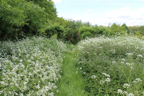 Meadow Trail 1 by fuguestock on DeviantArt