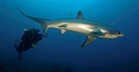 Thresher Shark – "OCEAN TREASURES" Memorial Library