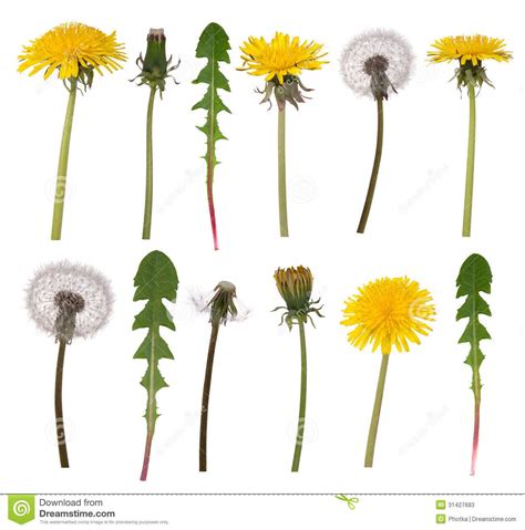 dandelion leaf - Google Search | Цветочные картины, Акварельные цветы, Рисунок одуванчика