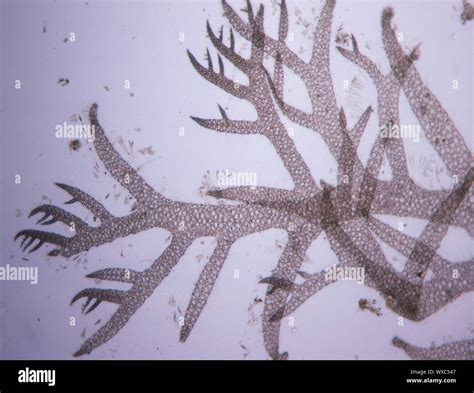 Sea red algae in the water under the microscope 100x Stock Photo - Alamy