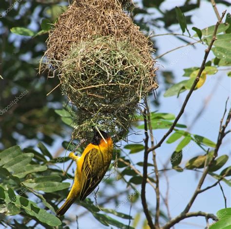 Weaver Bird and nest in Africa — Stock Photo © prill #7385157