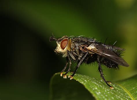 Nature photography with magnification: Tachinid