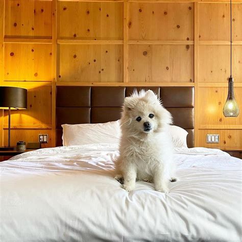 16 Best Dog-friendly Hotels in Denver, Colorado