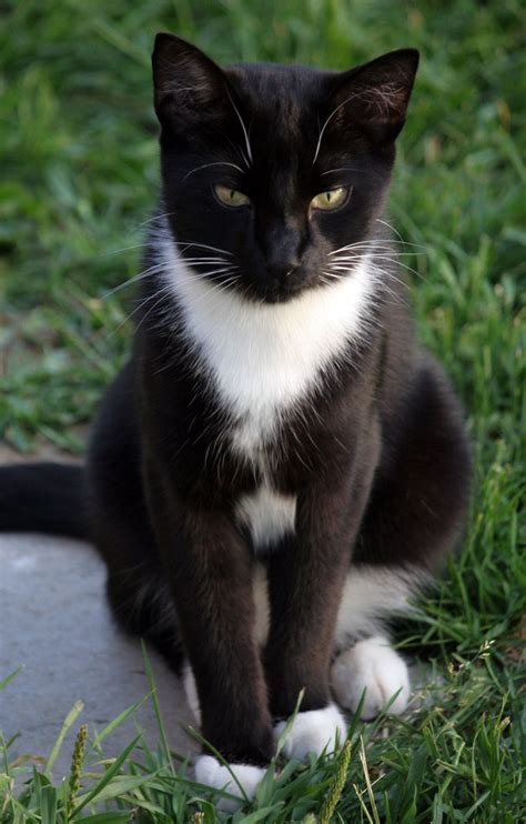 Tuxedo cat! | Tuxedo cat, Cats, Animals