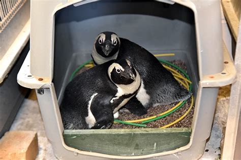 Penguin Chicks Coming Soon – African Penguin Breeding Season Update ...