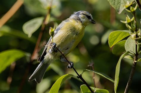 Blue Tit Bird Animal - Free photo on Pixabay - Pixabay