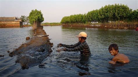 Freshwater prawn farming - Alchetron, the free social encyclopedia