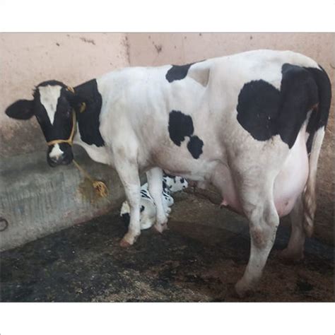 Pure HF Breed Cow Supplier, Trader In Karnal,Haryana