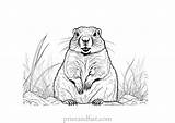 Free Printable Groundhog Coloring Page For Kids sketch template