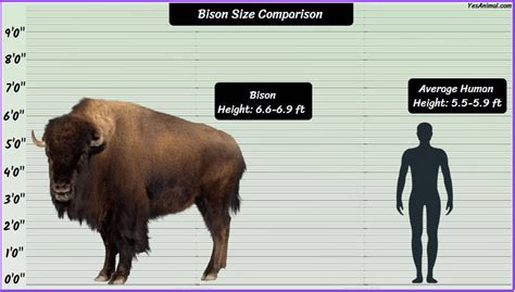 Bison Size Explained: How Big Are They Compared To Others?