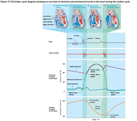 Solved Directions: Analyze the attached diagram (Wiggers | Chegg.com