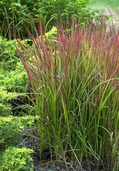 Imperata cylindrica 'Red Baron' | Japanese Blood Grass | The Flower Spot