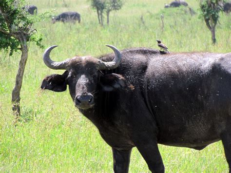 Water buffalo - Serengeti National Park safari - Tanzania,… | Flickr