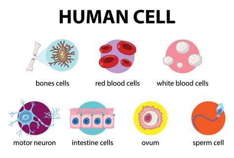 Diagram of human cell for education 1762228 Vector Art at Vecteezy