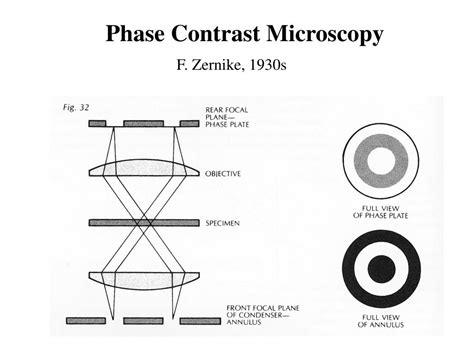 PPT - Contrast Microscopy PowerPoint Presentation, free download - ID ...