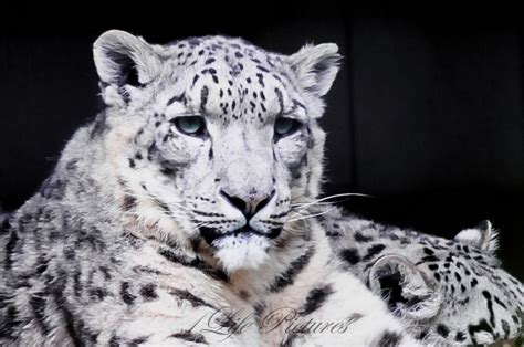 snow leopard - Christophe Gilbert 500px | White panther, Panther, Animals beautiful