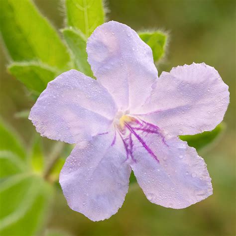 Wild Petunia – Prairie Garden Trust