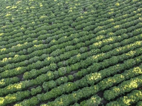 Aerial View of Coffee Field on Farm Stock Image - Image of drone, ecology: 185834231