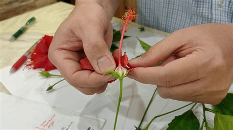 Hibiscus flower dissection - YouTube