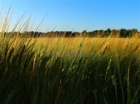 Rye field in summer day stock image. Image of ryeplant - 56471571