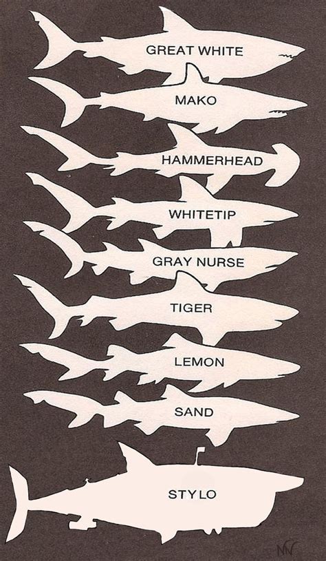 Shark Identification Chart. | Tips, Tricks, and Infographics | Pinter…