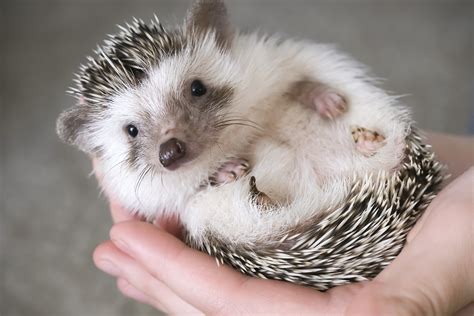 40 Adorable Hedgehog Pictures | Reader's Digest