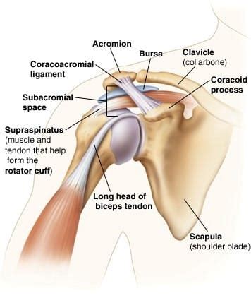 😍 Which of the following bones has an acromion process. Acromion of ...