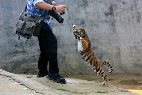 Interesting Photo of the Day: Fierce Baby Tiger Attacks Photographer