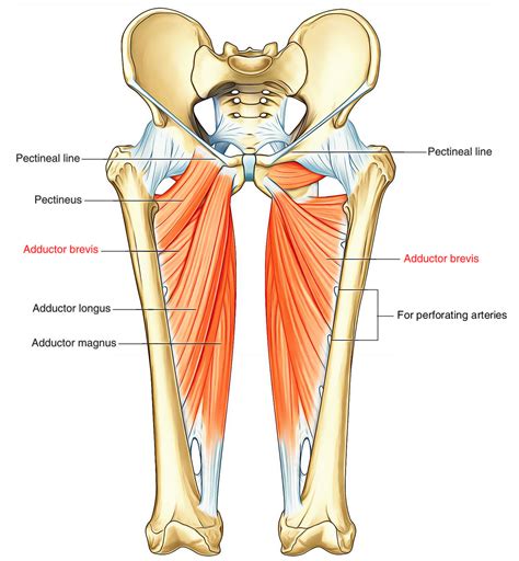 Groin Pain and Return To Play — Perfect Stride Physical Therapy