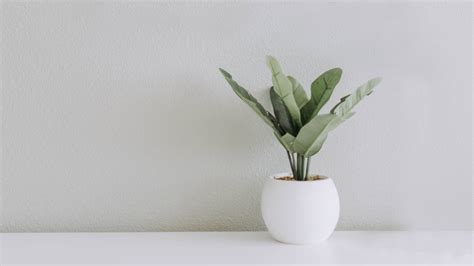 Download White Minimalist Plant Aesthetic Wallpaper | Wallpapers.com