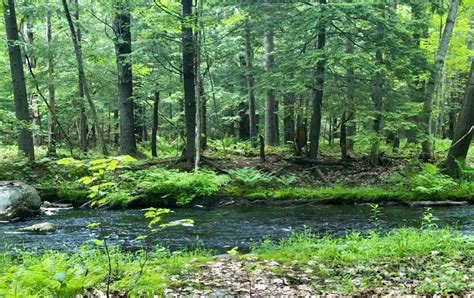 The Late Summer Forest: An Herbal Adventure · CommonWealth Holistic Herbalism