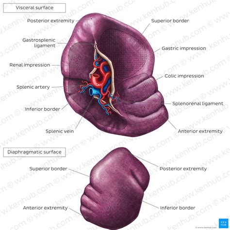 Spleen: Anatomy, location and functions | Kenhub