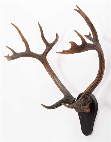 Lot 24 - Antlers/Horns: Barasingha or Swamp Deer