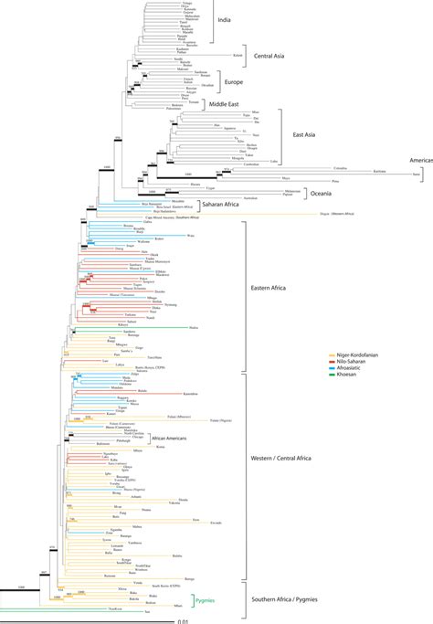 The Genetic Structure and History of Africans and African Americans | Science