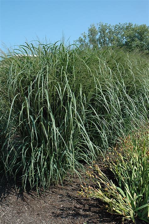 Thundercloud Switch Grass (Panicum virgatum 'Thundercloud') in Richmond ...