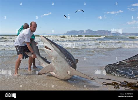 Bronze whaler shark caught hi-res stock photography and images - Alamy