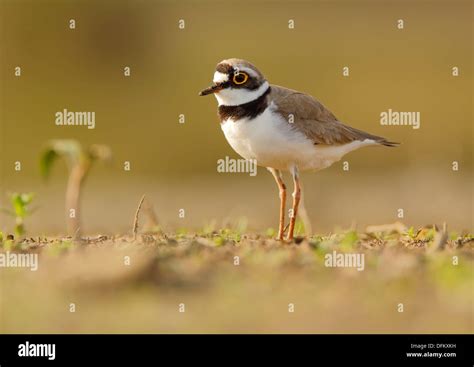 Pair of ringed plover habitat in Stock Photo - Alamy