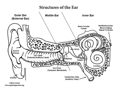 Anatomy Of The Ear Coloring Worksheet Answer Key - Human Anatomy