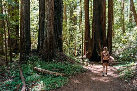 Portola Redwoods State Park California | California Wanderland