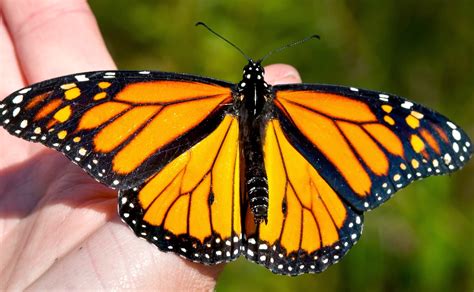 eScienceCommons: Pumping wings: Muscles make migrating monarchs unique