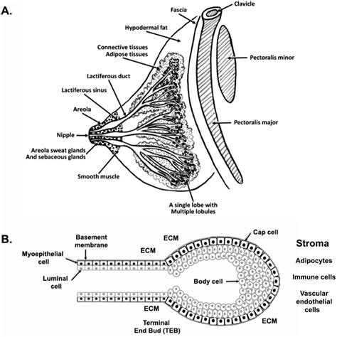 Mammary Gland Anatomy