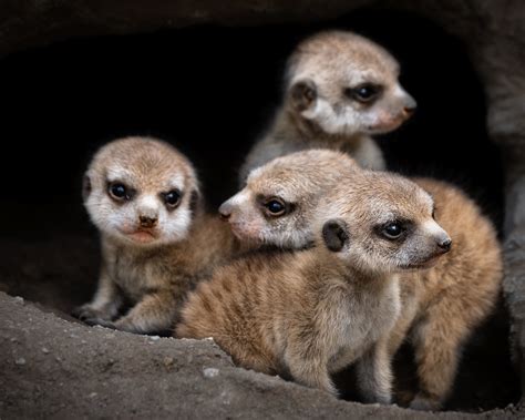 Baby Meerkats Debut at LA Zoo – NBC Los Angeles